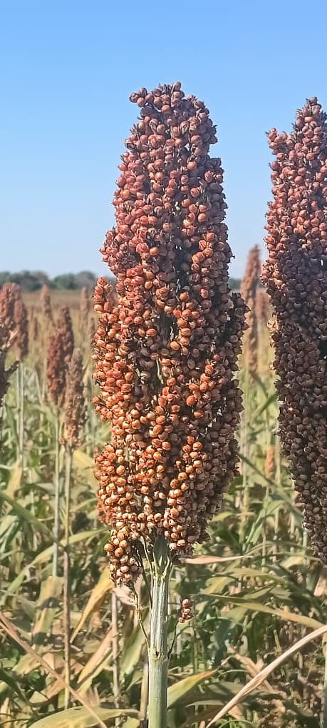 Close view of a mature sorghum head